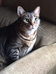 Portrait of Murphy, a large tabby cat with bright green eyes, sitting on a couch and looking up.
