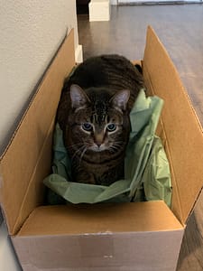 Murphy the tabby cat sitting snugly in a cardboard shipping box filled with tissue paper.